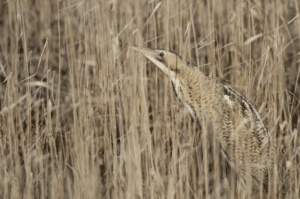 Faune de Brière