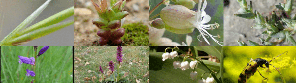 Visiter la Brière : la flore