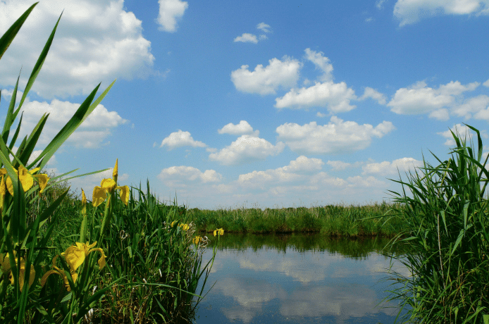 Les marais de Brière